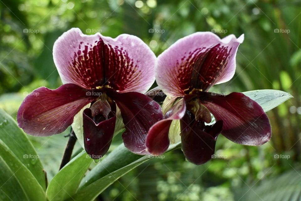 Purple orchids