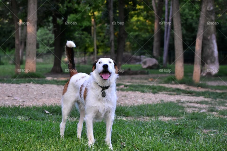 Beautiful happy mixed breed dog enjoying summer evening in nature 
