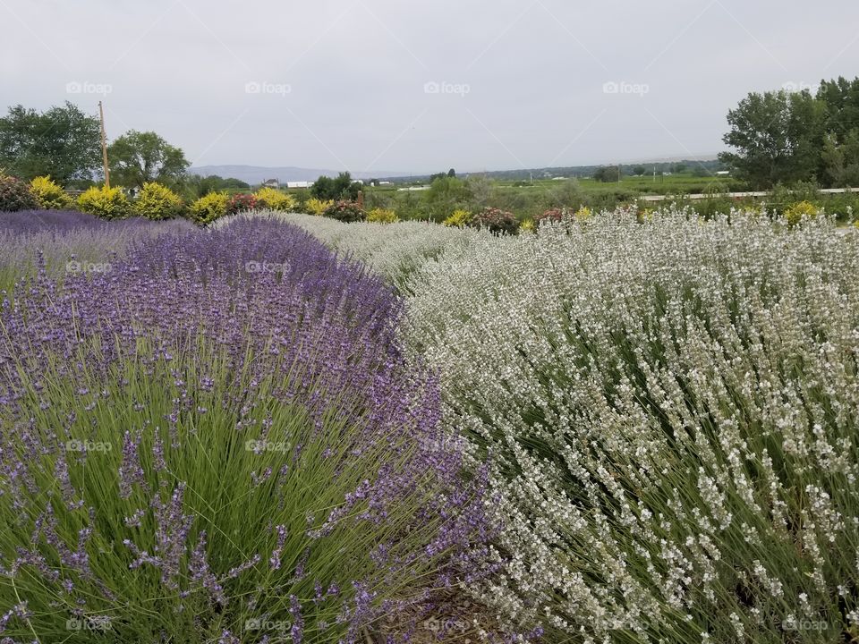 lavender field