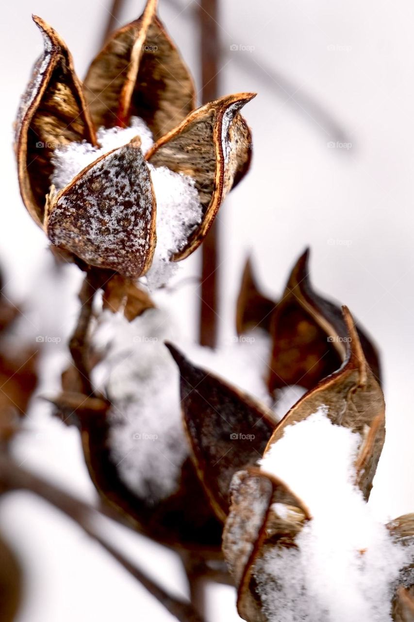 Snow in Cotton Bolls