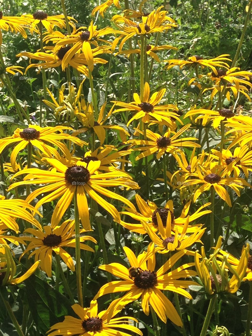 Field of flowers 