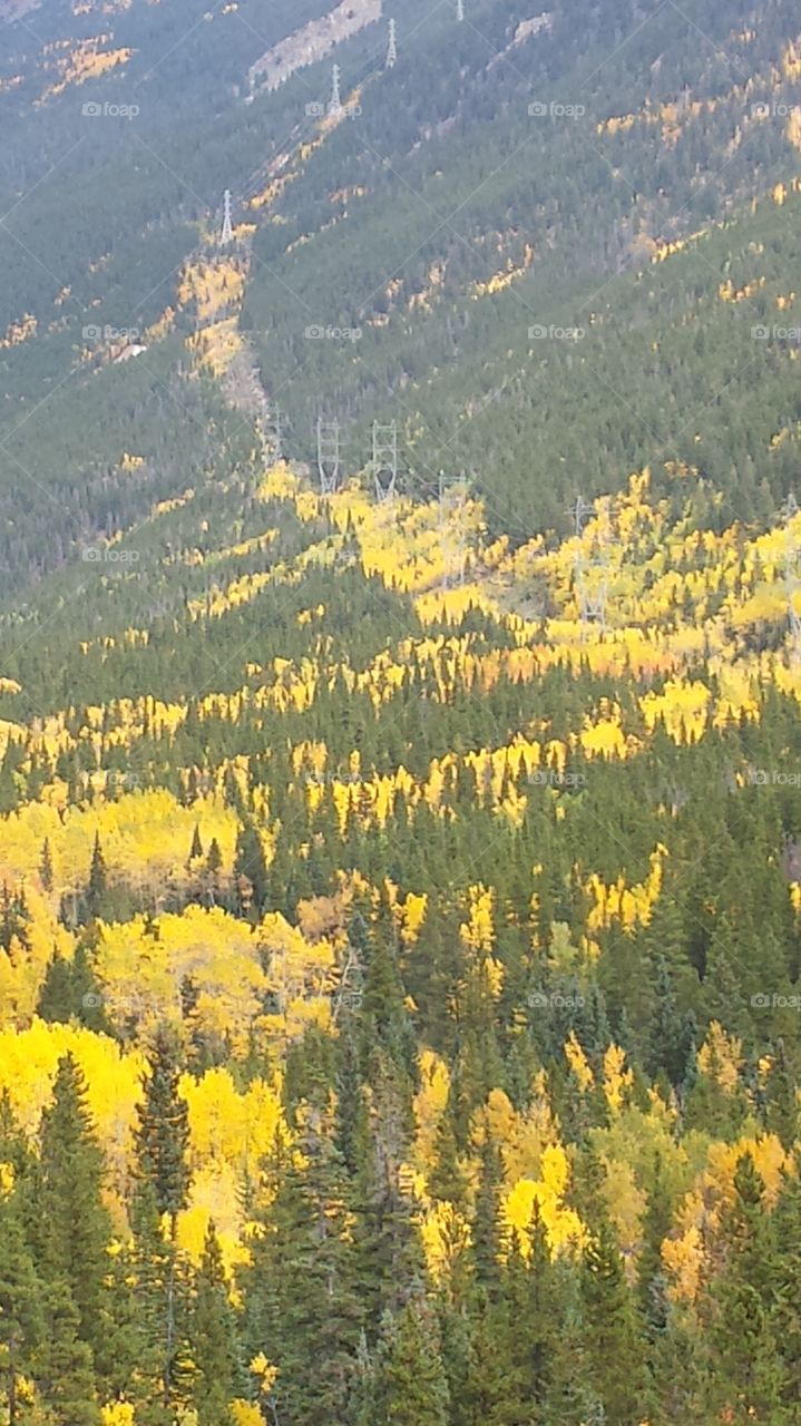 Aspen in Colorado