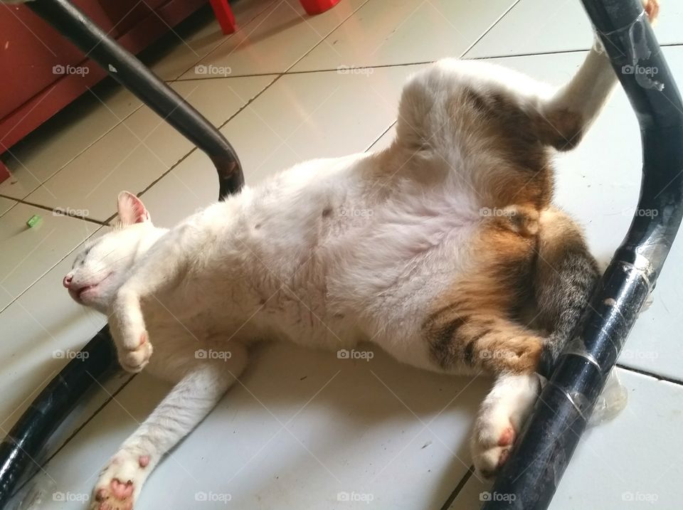 Male cat sleep in weird position. Funny cat