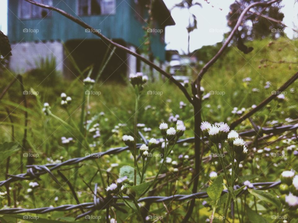 Flowers, barbwire and a house