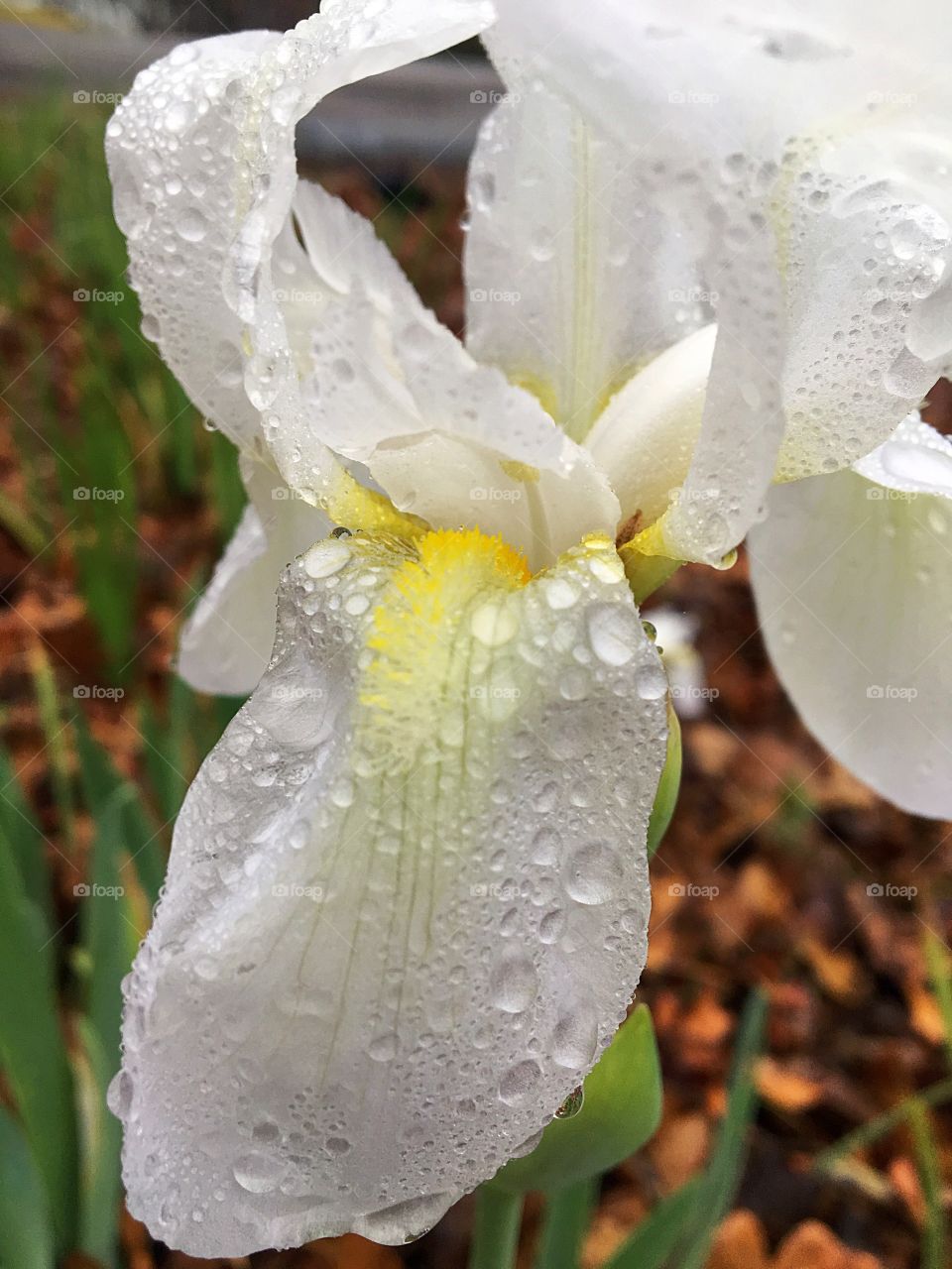 rain drops on flower 