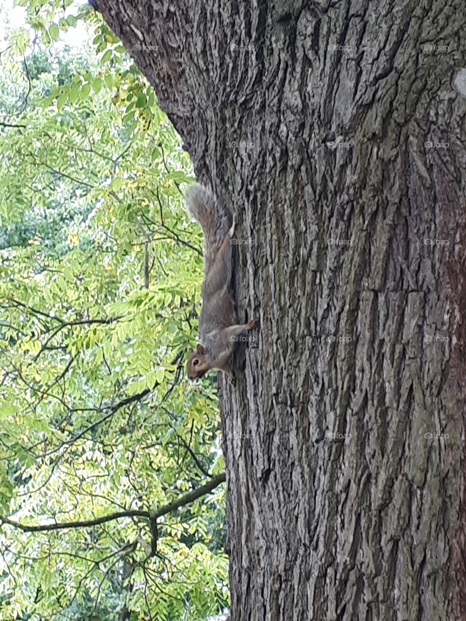 Cheeky Squirrel