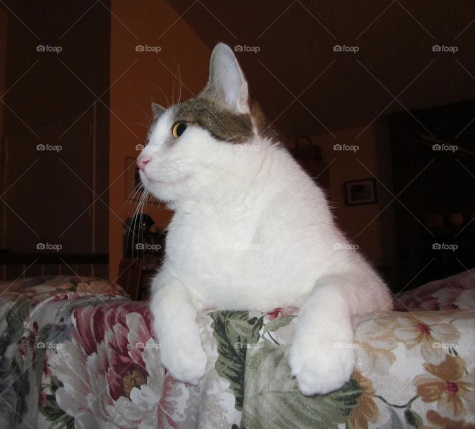 From the Ground Up: majestic cat looms over the back of an old sofa 🐱