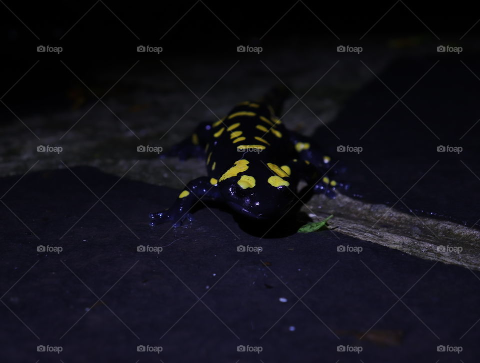 A black salamander with yellow dots