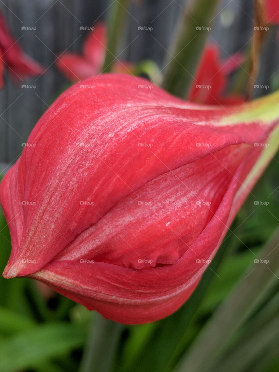 Lily bud