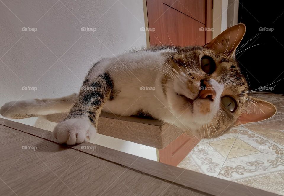 Resting in my gym- play time