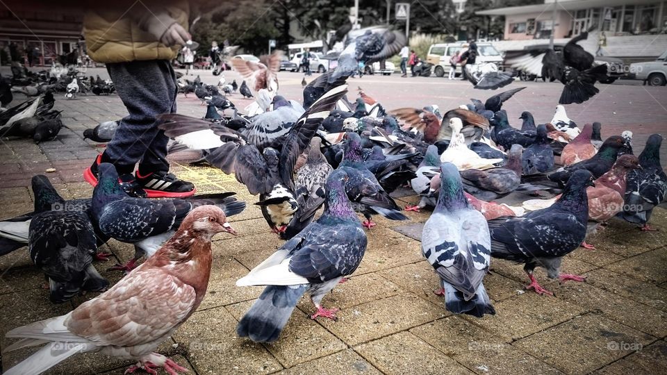 Feeding doves 