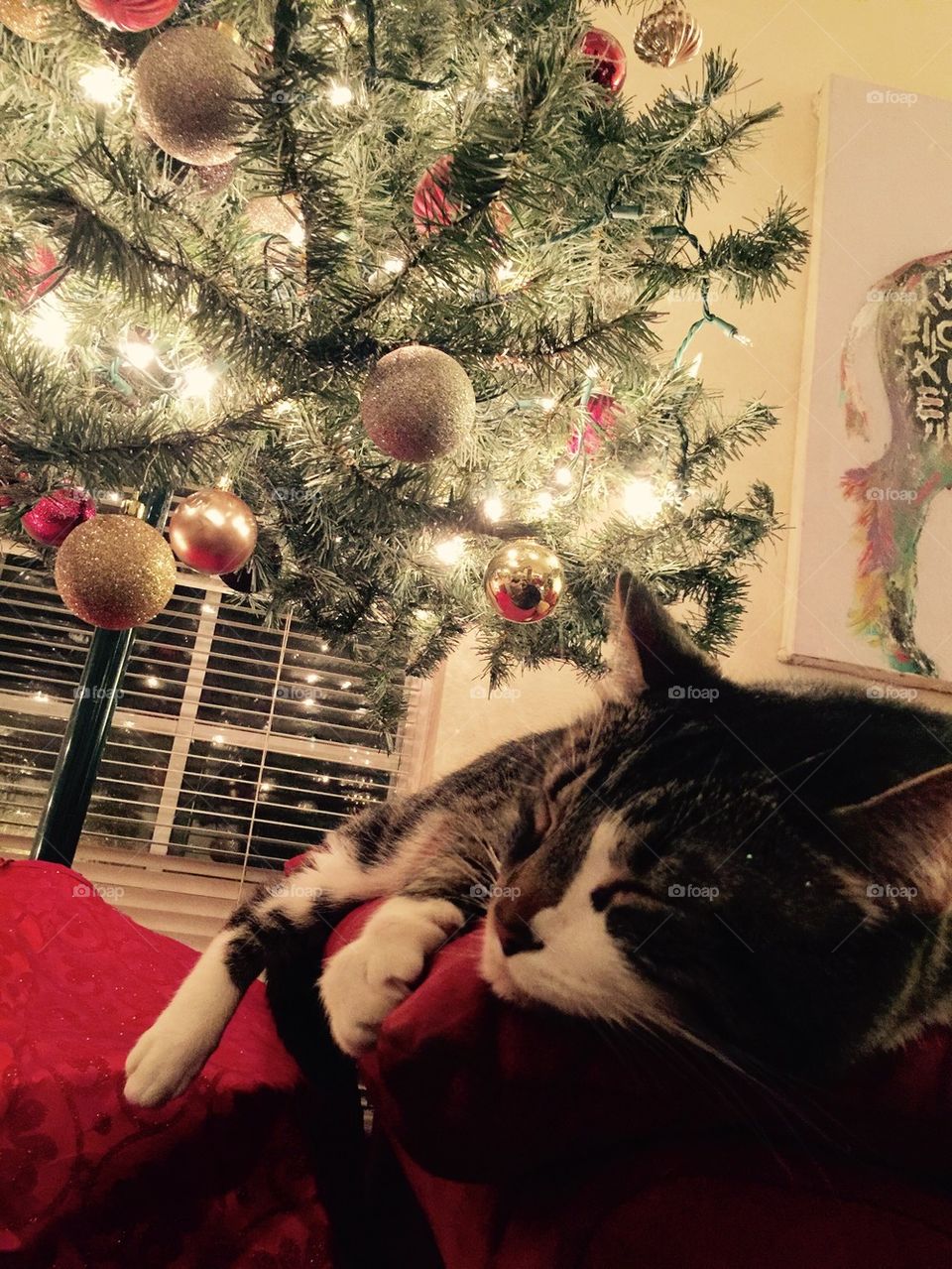 Christmas Kitty