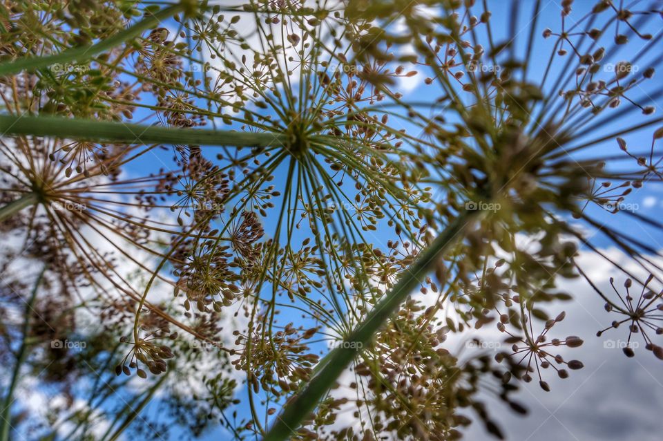 Botany. Dill Seed