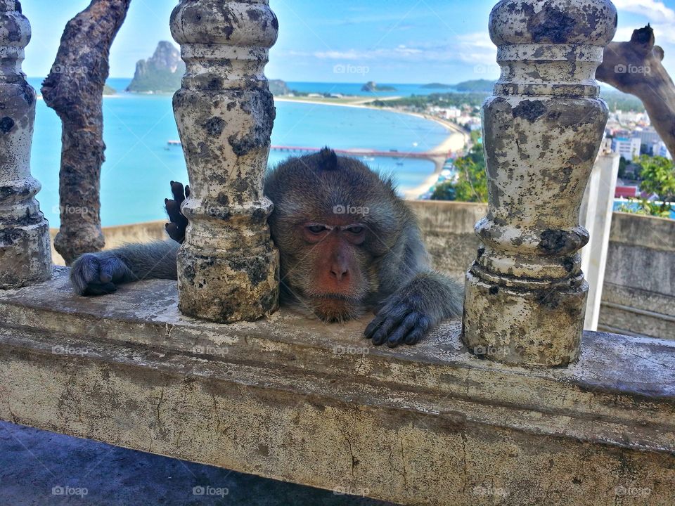 Cute monkey at the fence.