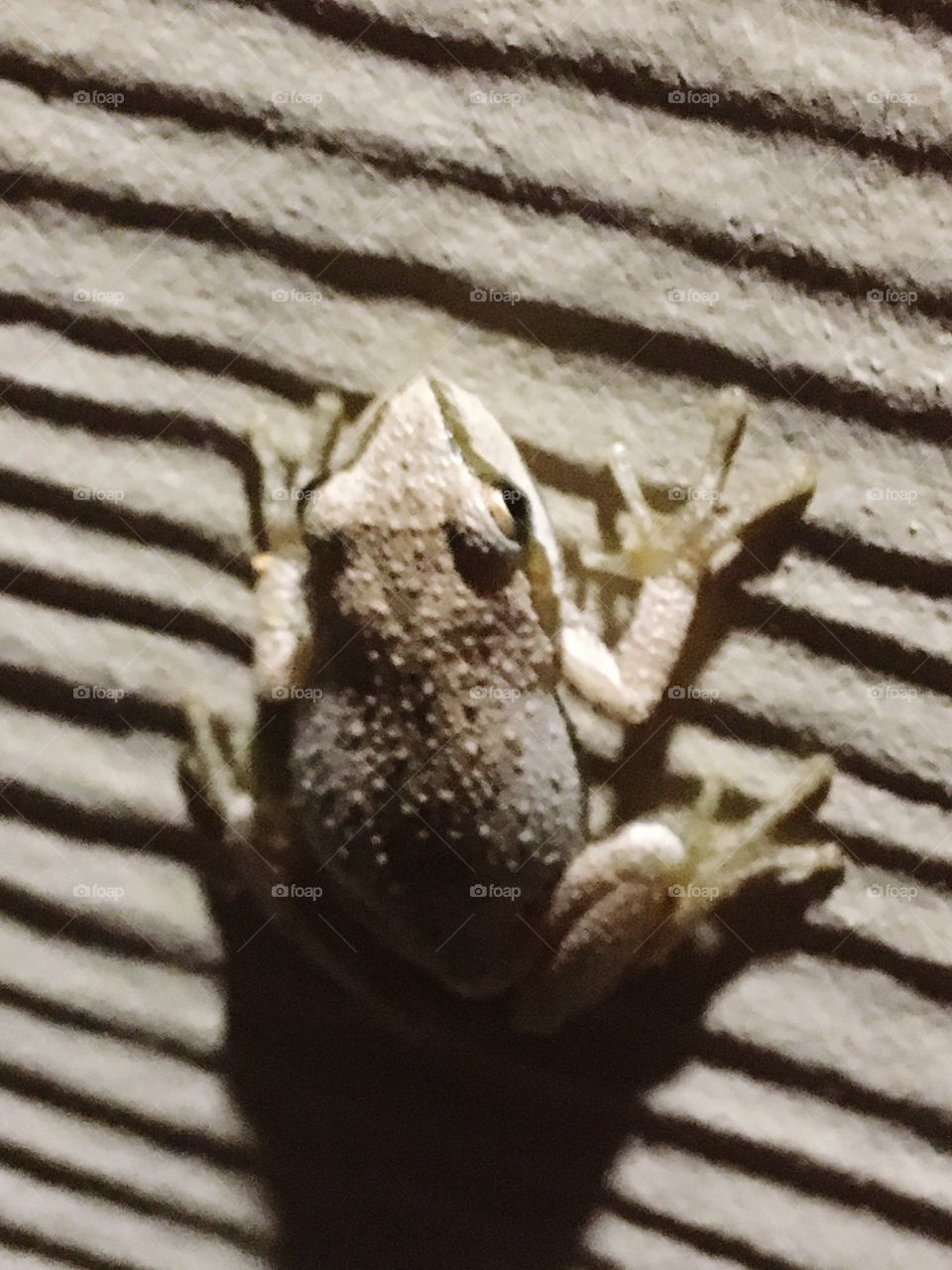 Frog 