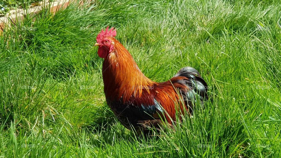 Colourful Rooster in long grass (square picture)
