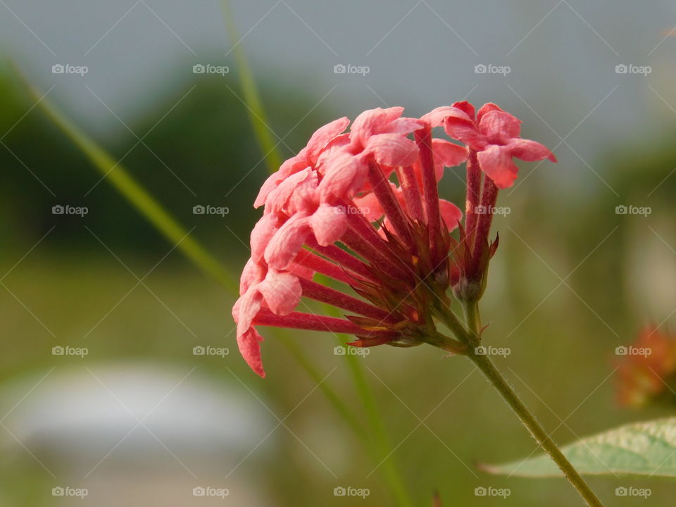 Beauty of pink Flower head with small florets in Nature. It is so colourful combination looking very Attractive.