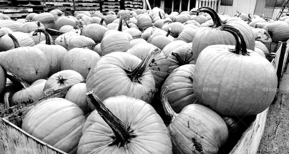 pumpkins black and white