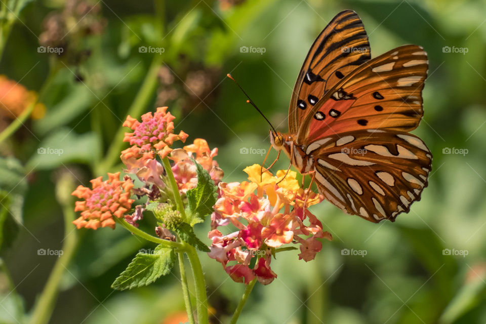 Foap, First Signs of Autumn: The Gulf fritillary or passion butterfly (Agraulis vanillae) is a migratory species that visits the Piedmont of North Carolina for a short time during early fall. So their arrival signifies that Autumn is here. 