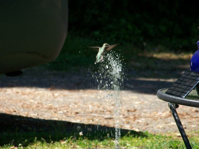 hummingbird dance 2