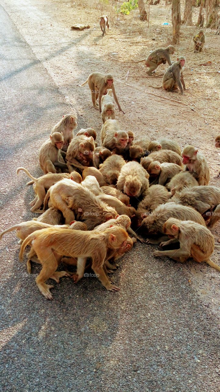Group of monkeys sharing food