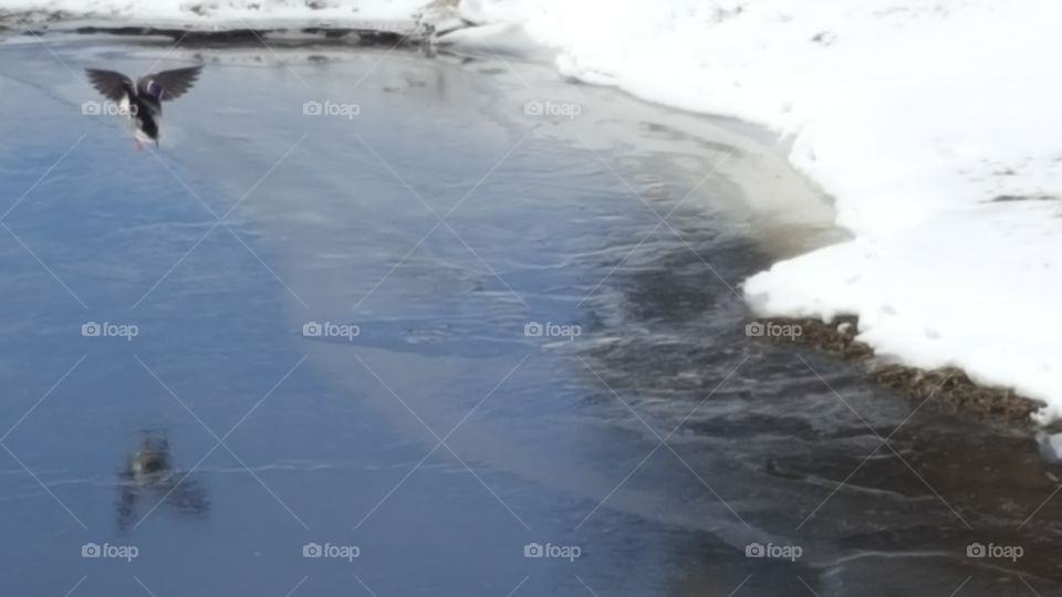 duck flying over frozen water
