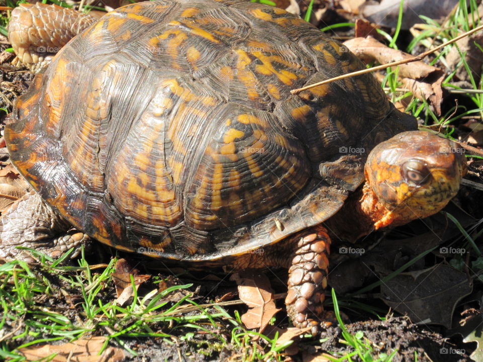 Turtle, Tortoise, Reptile, Slow, Shell