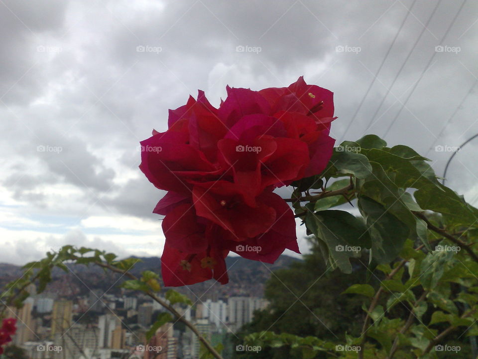 flor roja, naturaleza