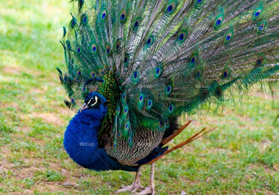 beautiful peacock in the garden