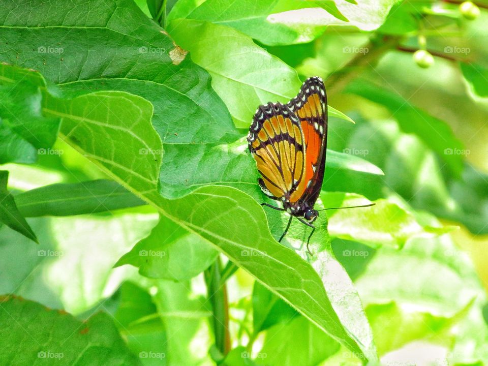 orange color monarch butterfly on leaf in the shade