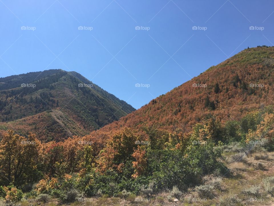 Spanish Fork Canyon Leaves Turning Orange