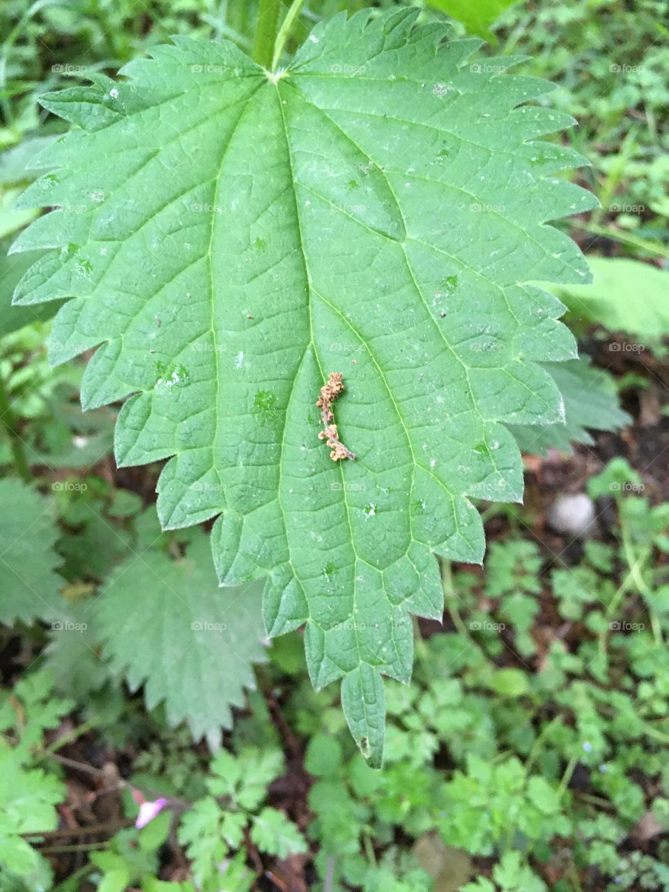 Nettle in nature the Netherlands 