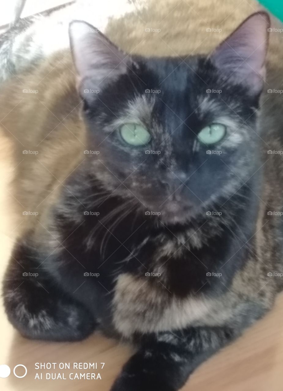 Natural beauty of a cat