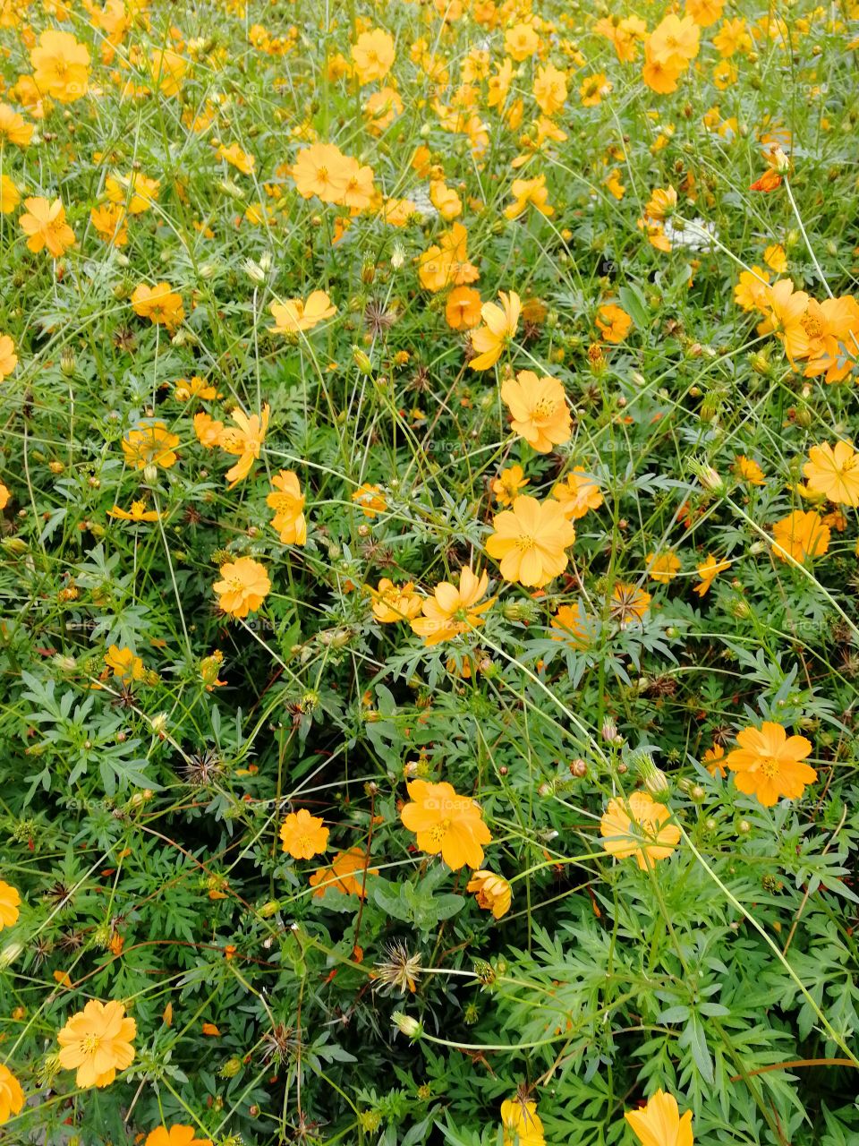 Yellow flowers desktopurban garden