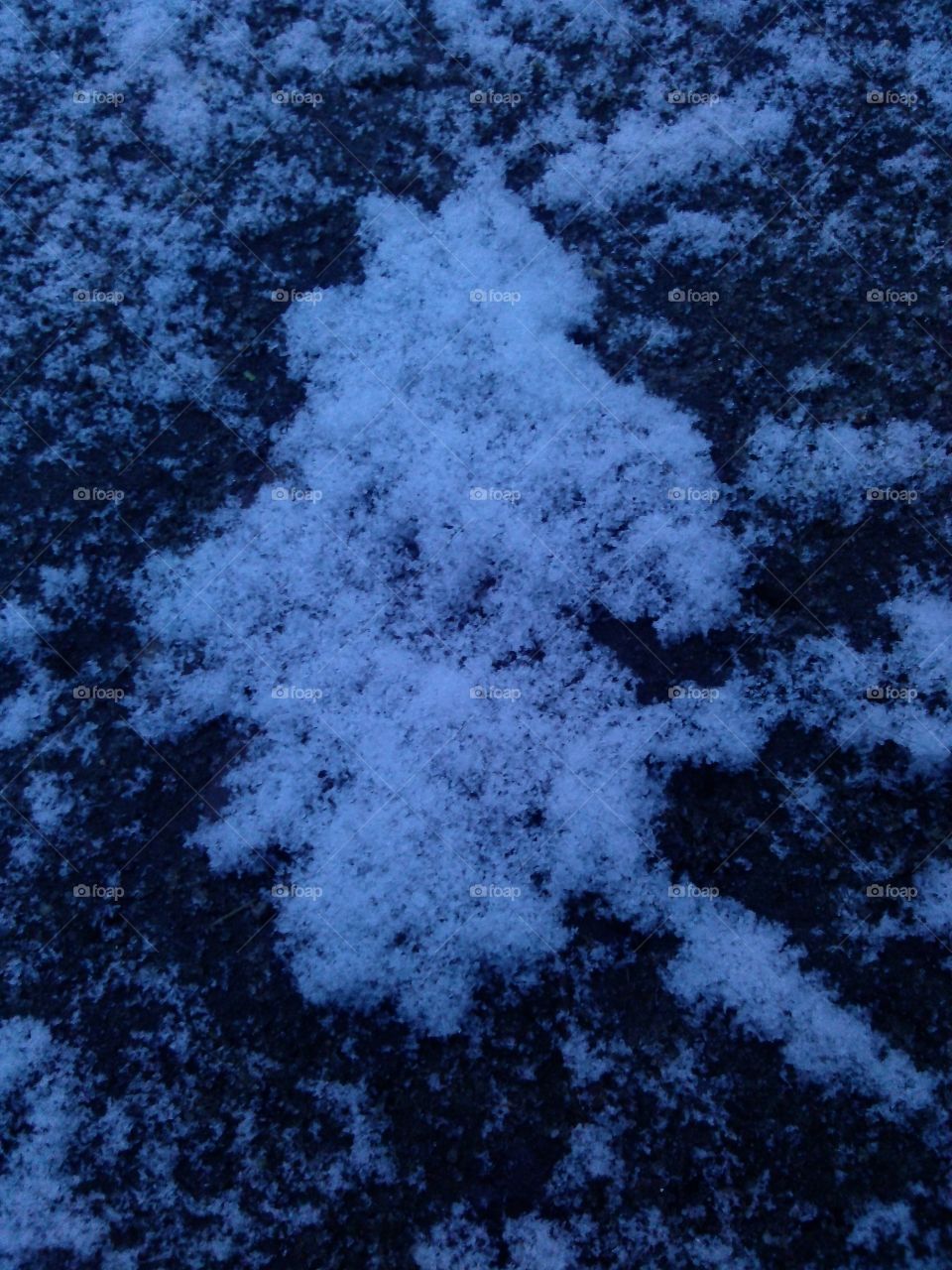 snowy leaf