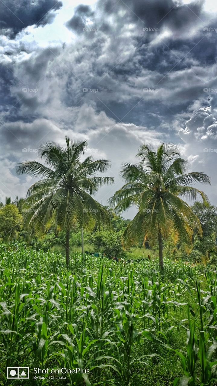 coconut, tree, natural, sky, food