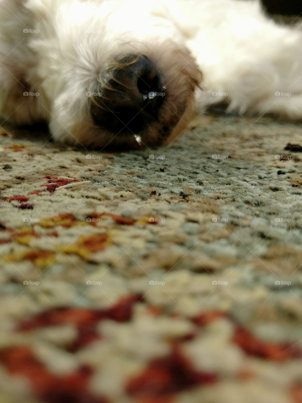 Puppy Dog Nose on Carpet