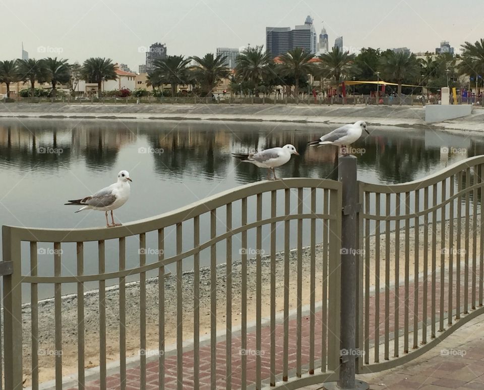 Lakeside by the park 