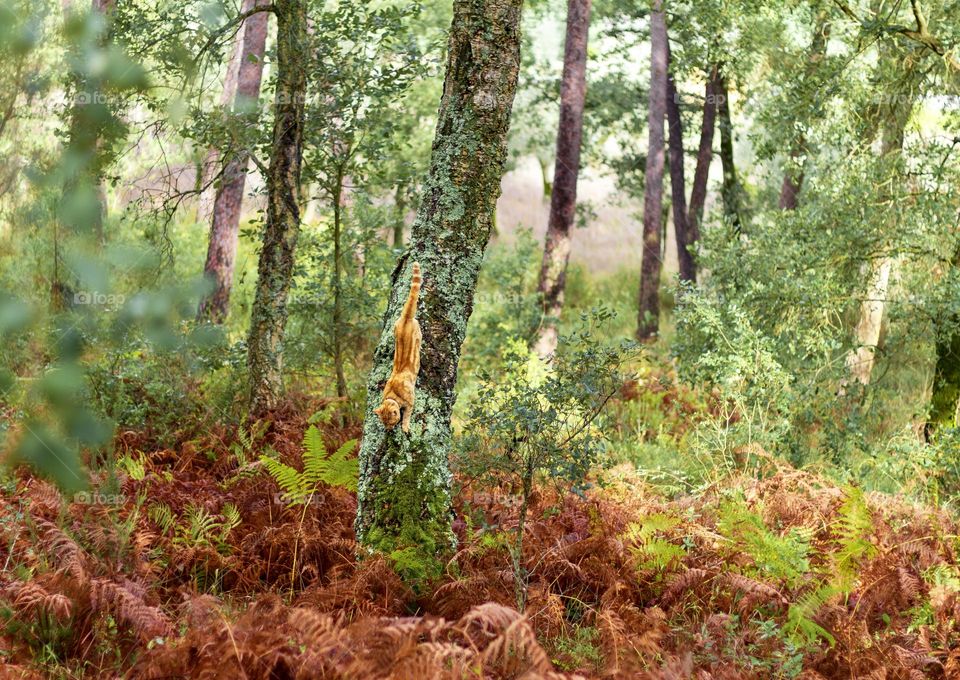 A ginger climbing down a tree in autumnal woodland