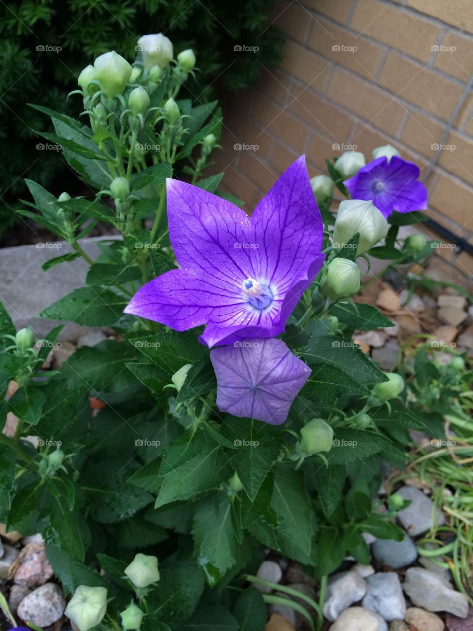 Purple Balloon Flower