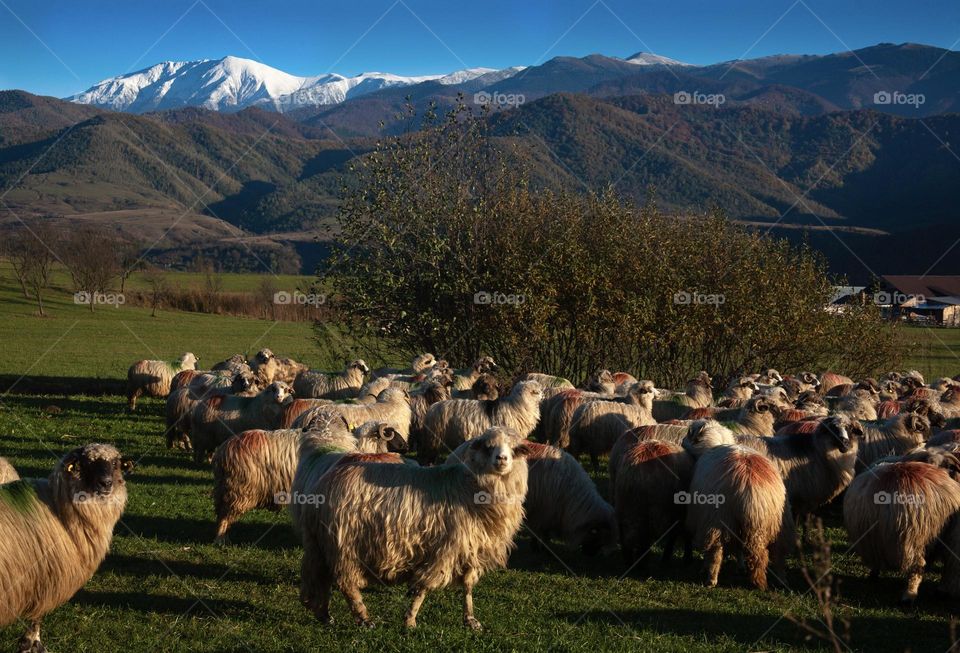 Sheep and mountains in background in the sunset light 