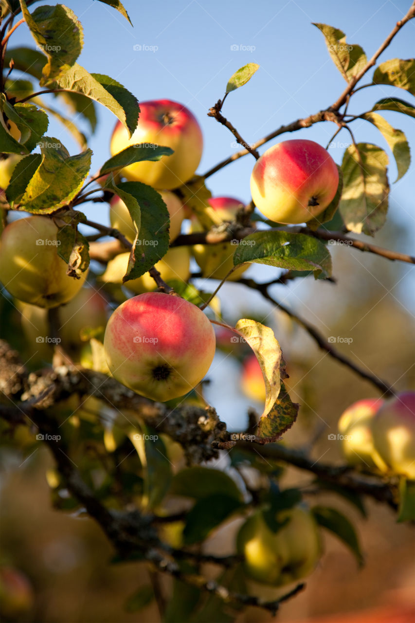 Low angle view of apple Tree