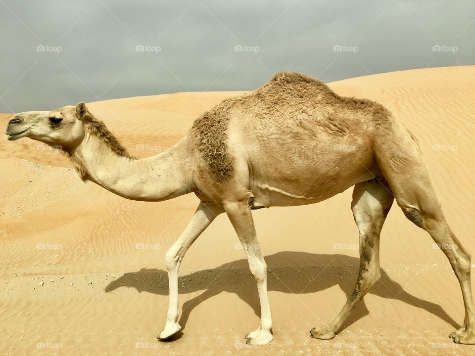 Shapes of natural wind made sand dunes and a desert camel, a perfect photo for shapes of nature 