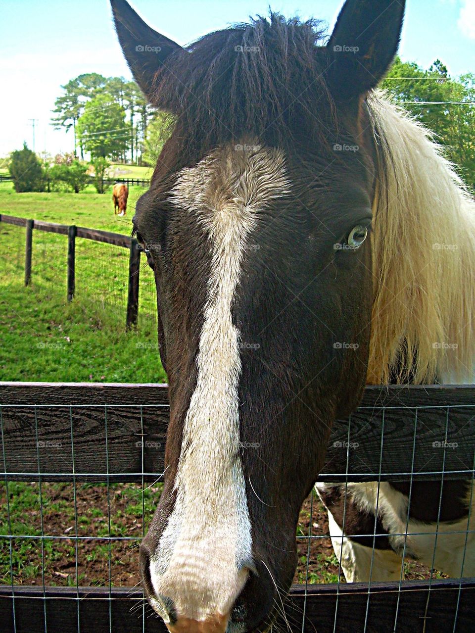 Horse in pasture