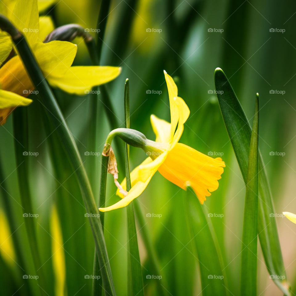 Spring flowers in London