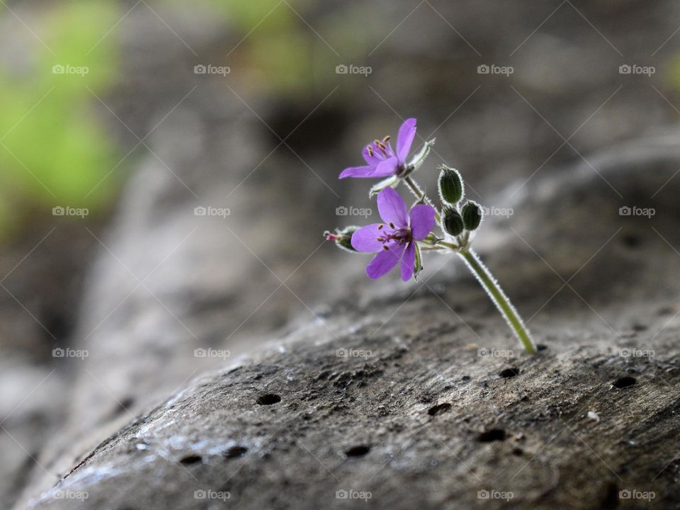 Erodium plant
