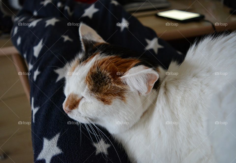 cat pet sleeping on a female legs relaxing home