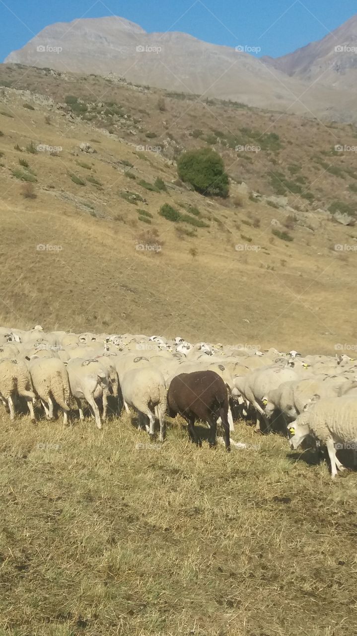 sheep