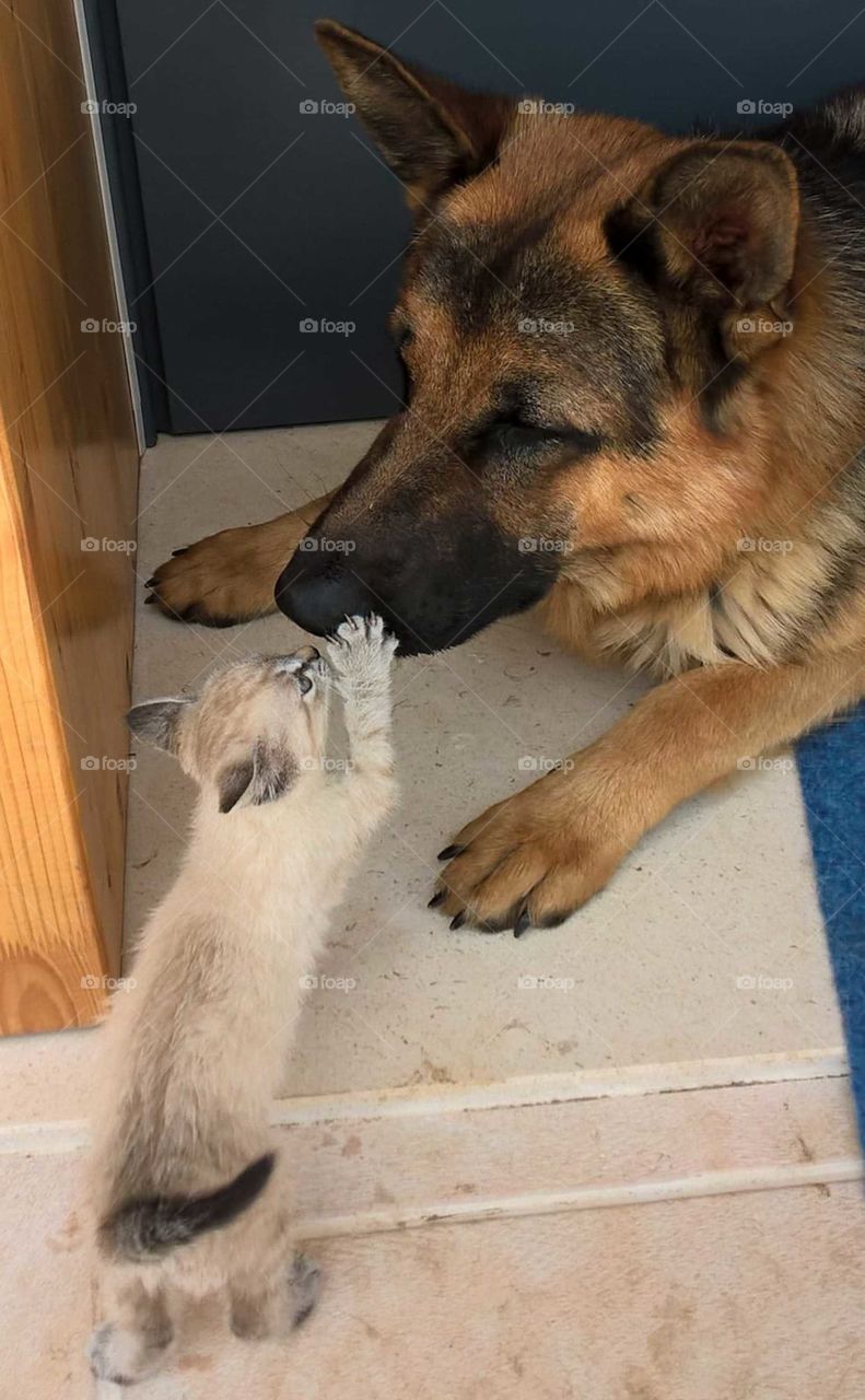 My dog Iago and my little cat Viola playing together..