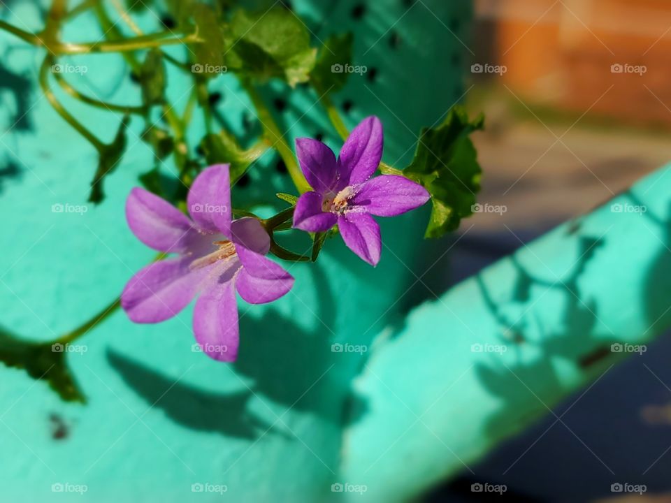 Beautiful bright purple flowers against turquoise,  really makes the flowers pop.